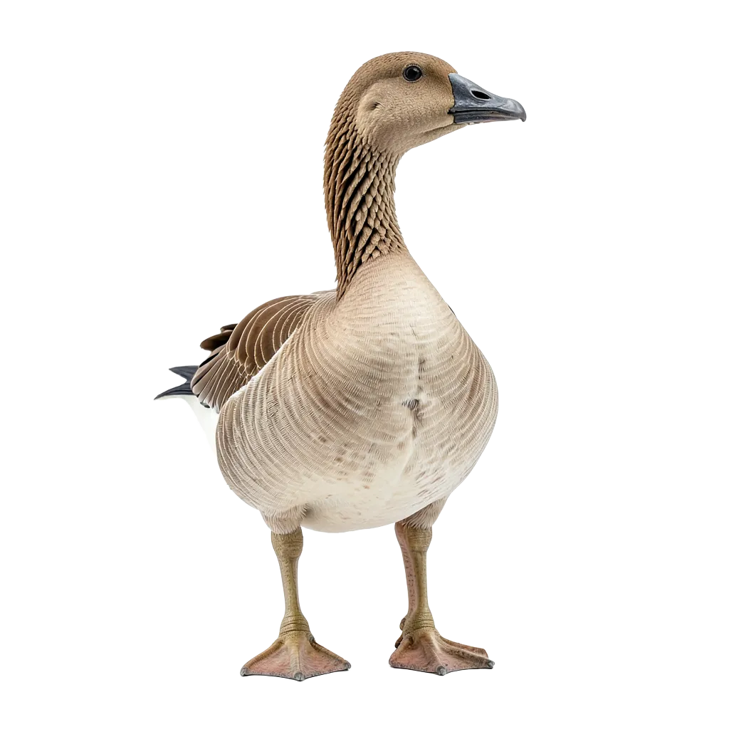 goose #asset_20260921_043552_cd58
