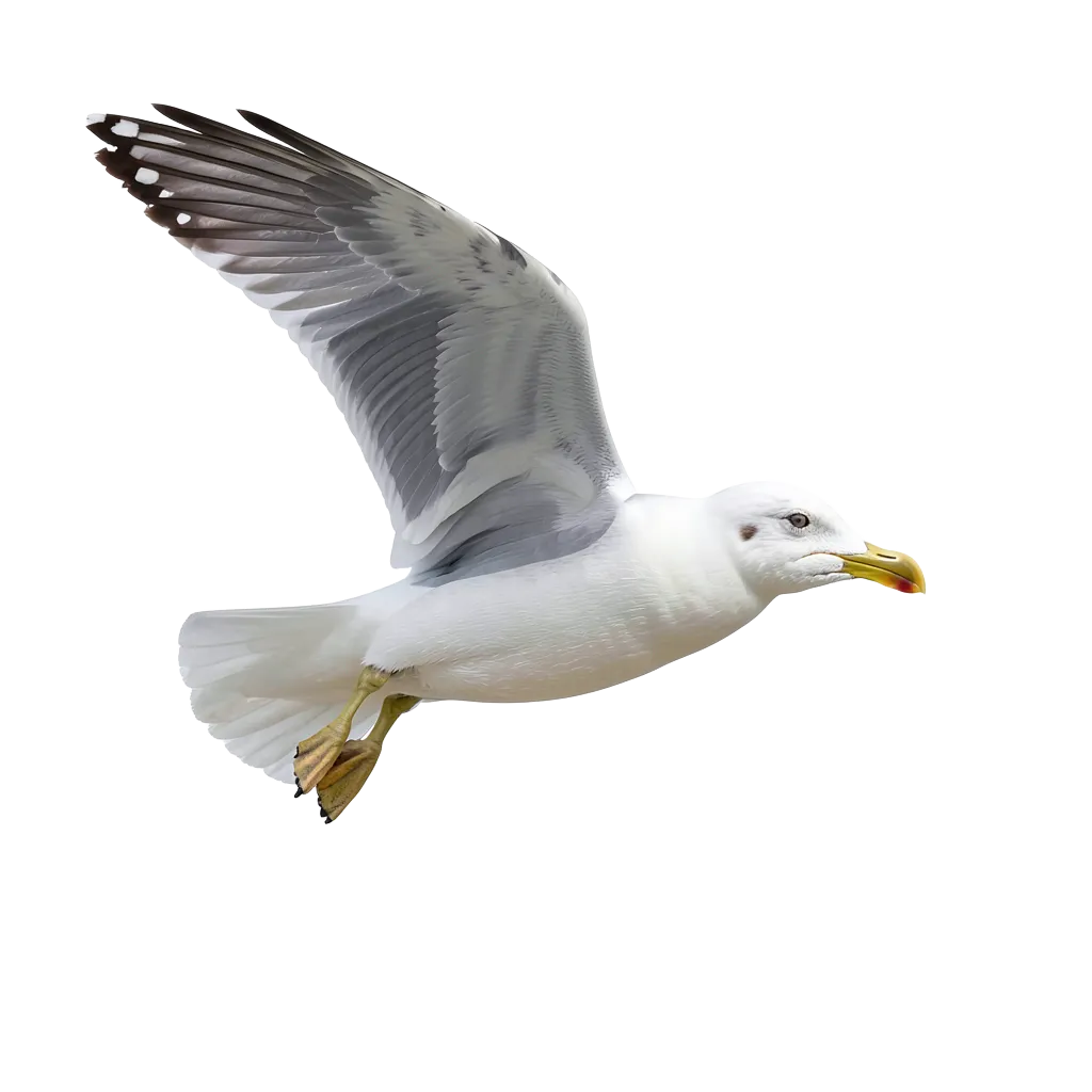 seagull #asset_20260921_043855_d409