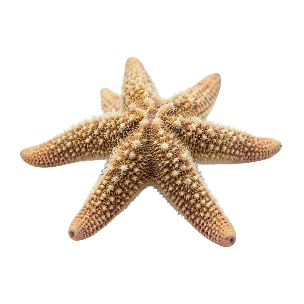 starfish #asset_20260921_044441_facb